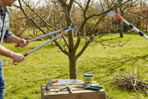 Jarn� rez ovocn�ch stromov: Ako na to a ak� n�radie budete potrebova�?