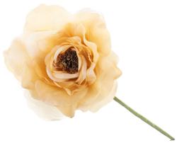 Kvet MagicHome, pivnia, zlat, stonka, vekos kvetu: 16 cm, dka kvetu: 24 cm, bal. 6 k
